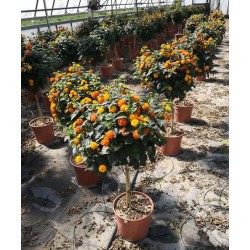 Lantana tg-h110-p25