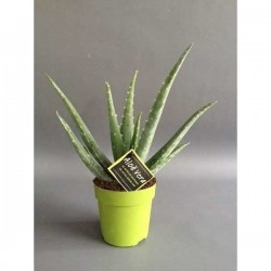 ALOE vera H35 P12-COUL