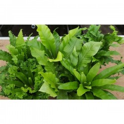Asplenium h50-p17