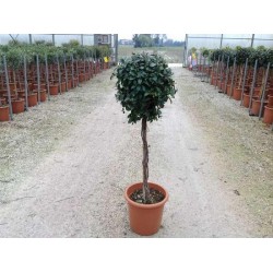 Trachelospermum jasminoides...