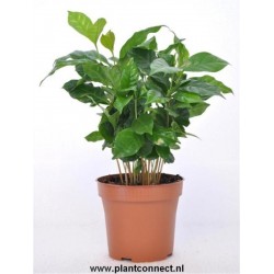 Coffea arabica p12 cm h25...