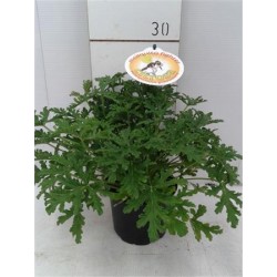 Pelargonium graveolens p13