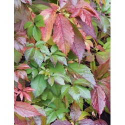 PARTHENOCISSUS quinquefolia...