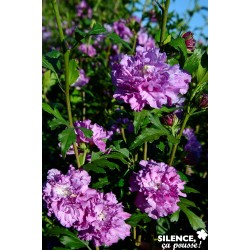 Hibiscus Syriacus French...