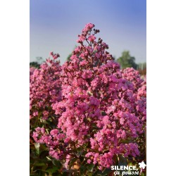 Lagerstroemia Indica...