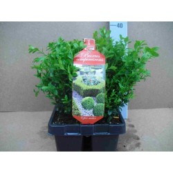 Buxus sempervirens tfe-h20-brq