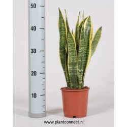 Sansevieria trifasciata...