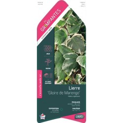 HEDERA algeriensis 'Gloire...