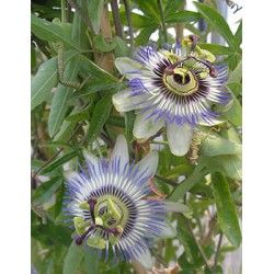 PASSIFLORA caerulea...