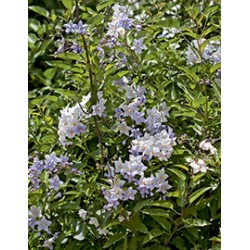 SOLANUM jasminoides...