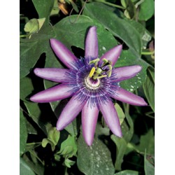 PASSIFLORA 'Amethyst'...