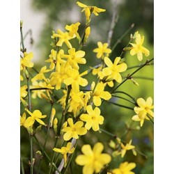 JASMINUM nudiflorum ECH...