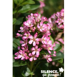 Escallonia Langleyensis...