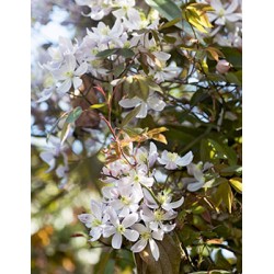 CLEMATIS armandii 'Apple...