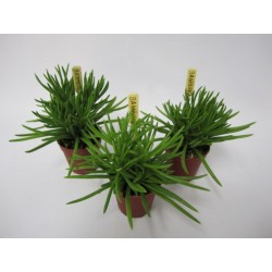 Senecio himalaya green...