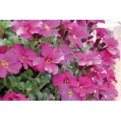 Aubrieta Rge C0.65L