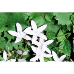 Campanula Poscharskyana Blc...