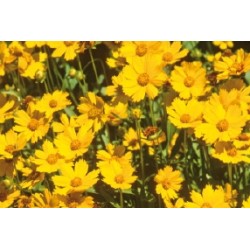 Coreopsis Nain C0.65L