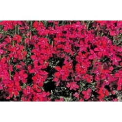 Dianthus Delta Rge C0.65L