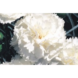 Dianthus Plumarius Blc C0.65L