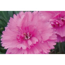 Dianthus Plumarius...