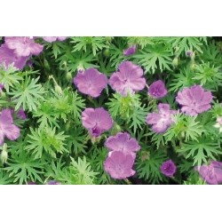 Geranium Sanguineum C0.65L