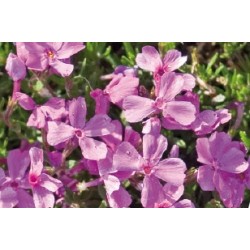 Phloxcous.Rose C0.65L