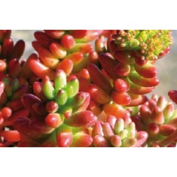 Sedum Rubrotinctum Panache...