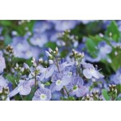 Veronica Tapissante Bl C0.65L