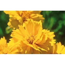 Coreopsis haut flr dble c0.65l