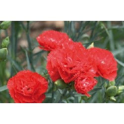 Dianthus Des Fleuristes Rge...