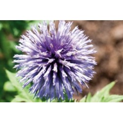 Echinops C0.65L