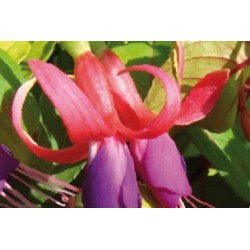 Fuchsia Dore C0.65L