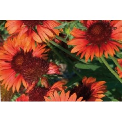 Gaillardia Orange C0.65L