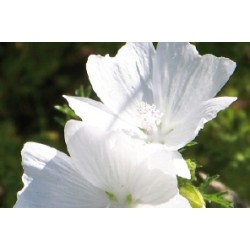 Malva Blc C0.65L