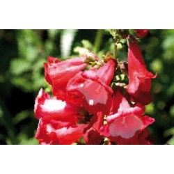 Penstemon Rge-Gorge Blc C0.65L