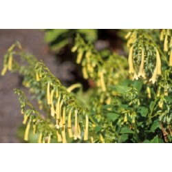 Fuchsia Cap Jne C0.65L