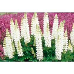 Lupinus Blc C0.65L