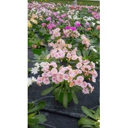 Lewisia tfe-p14