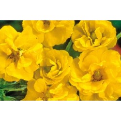 Geum Chiloense Jne C0.65L