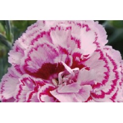 Dianthus Plumarius...