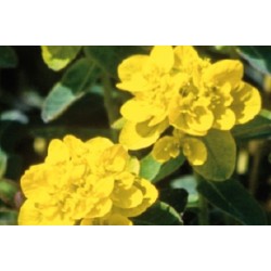 Euphorbia Polychroma C0.65L