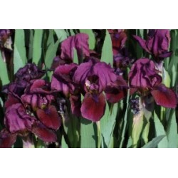 Iris Nain Rge C0.65L