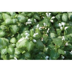 Lamium Maculatum Blc C0.65L