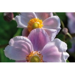 Anemone Japon Rose C0.65L