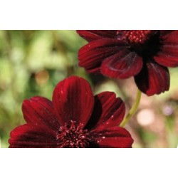 Cosmos Chocolat C0.65L