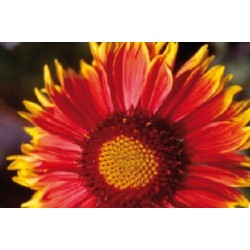 Gaillardia C0.65L