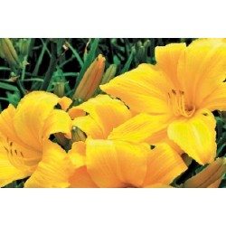 Hemerocallis Jne C0.65L