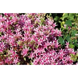 Sedum Spurium Blc C0.65L