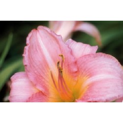 Hemerocallis Rose C0.65L
